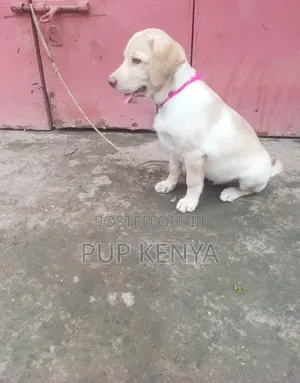 1-3 months Male Purebred Labrador Retriever