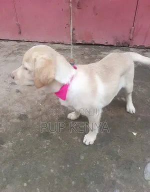 1-3 months Male Purebred Labrador Retriever