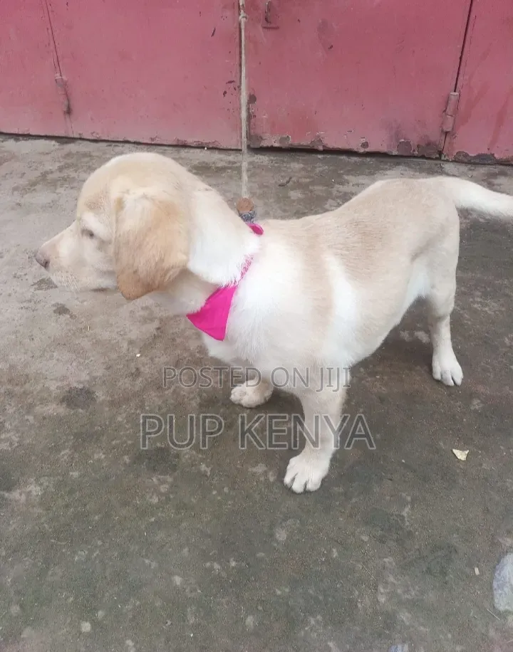 1-3 months Male Purebred Labrador Retriever