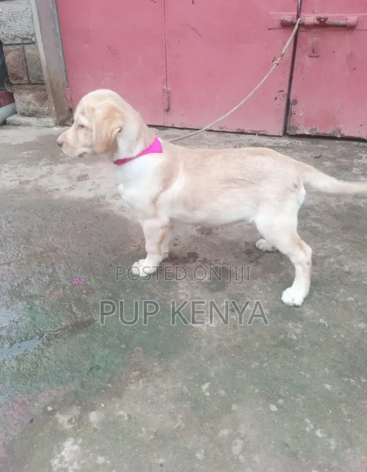 1-3 months Male Purebred Labrador Retriever
