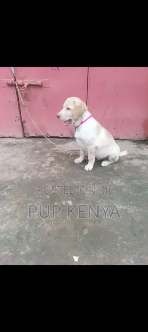 1-3 months Male Purebred Labrador Retriever