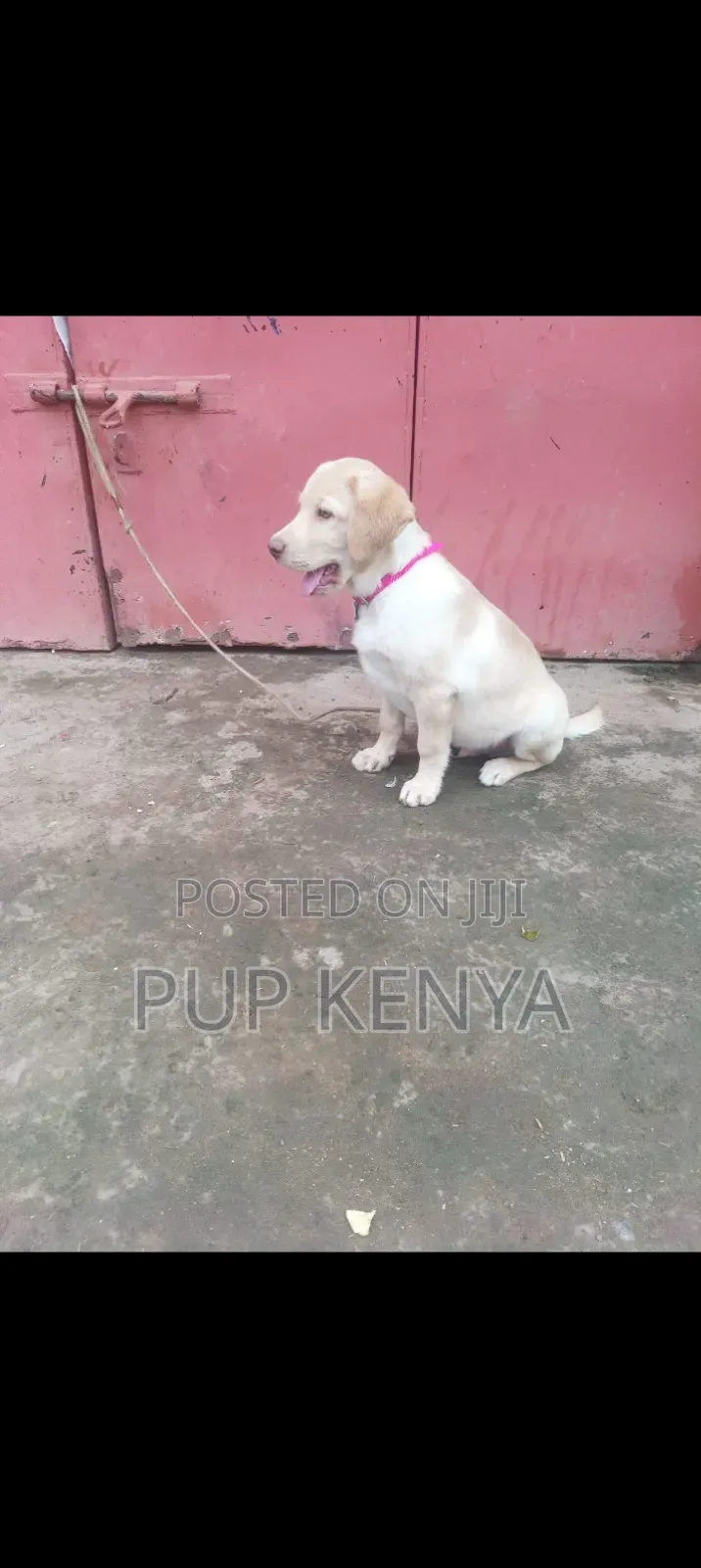 1-3 months Male Purebred Labrador Retriever