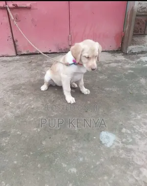1-3 months Male Purebred Labrador Retriever