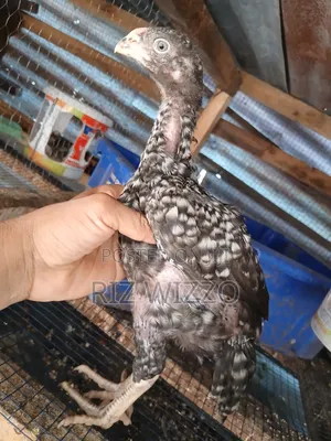 Kuchi Chicken