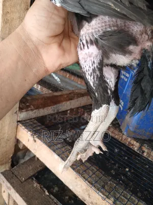 Kuchi Chicken