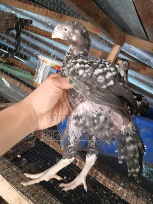 Kuchi Chicken