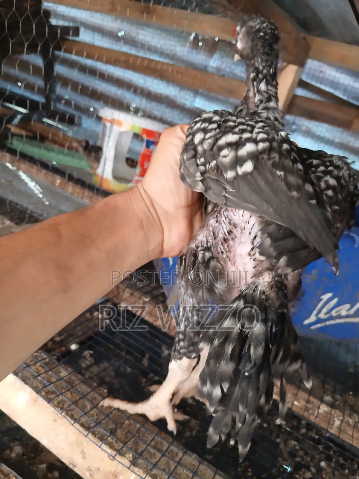 Kuchi Chicken