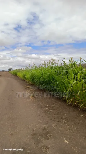 5acres for Sale Imbrrikani Loitoktok Area