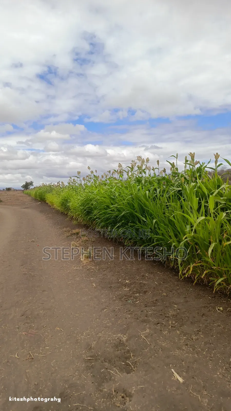 5acres for Sale Imbrrikani Loitoktok Area