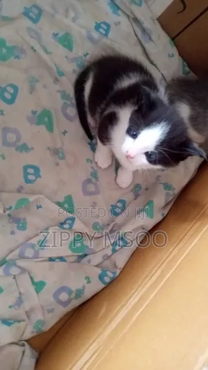 1-3 months Male Mixed Breed Tabby
