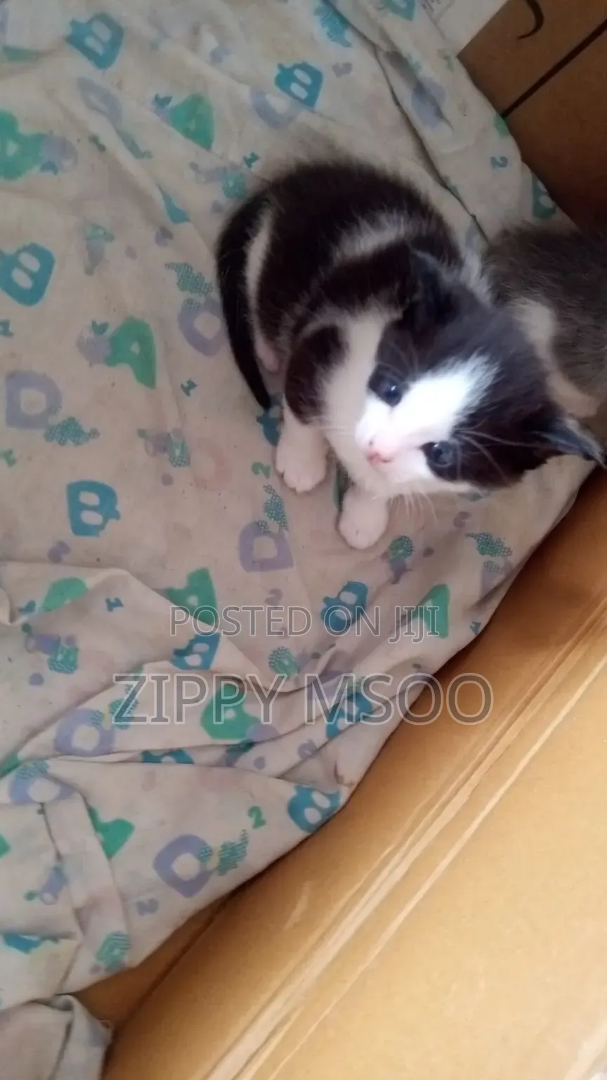 1-3 months Male Mixed Breed Tabby
