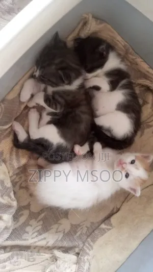 1-3 months Male Mixed Breed Tabby
