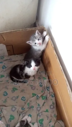 1-3 months Male Mixed Breed Tabby