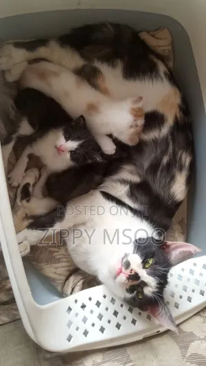 1-3 months Male Mixed Breed Tabby