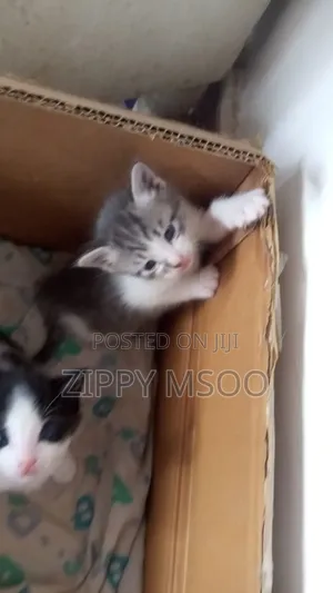 1-3 months Male Mixed Breed Tabby