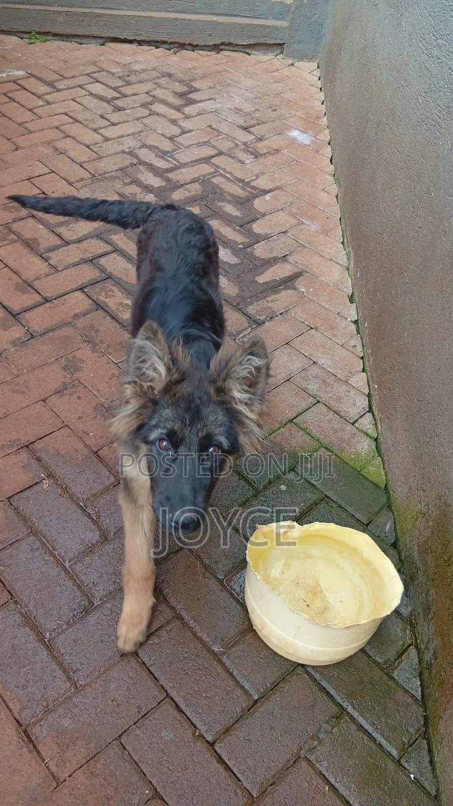 6-12 months Male Purebred German Shepherd
