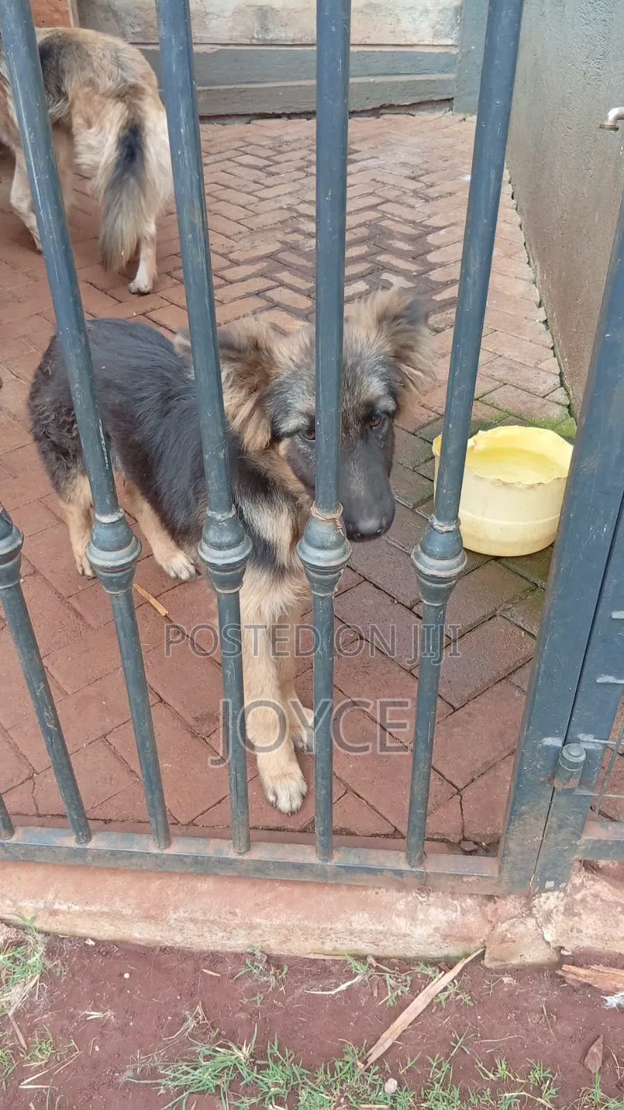 6-12 months Male Purebred German Shepherd