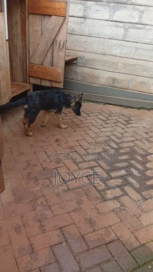 6-12 months Male Purebred German Shepherd