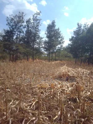 Plots for Sale - RAFIKI FARM (Kabarak Area)