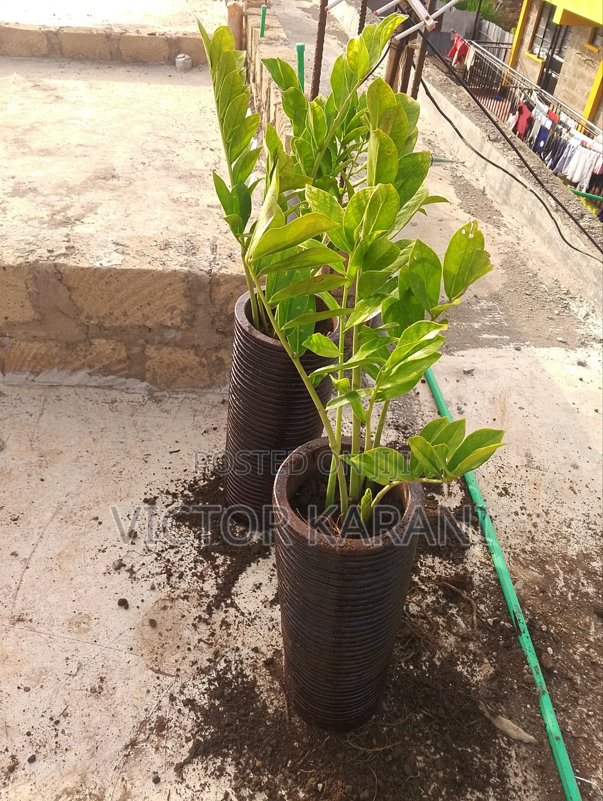 Potted Zz Plant