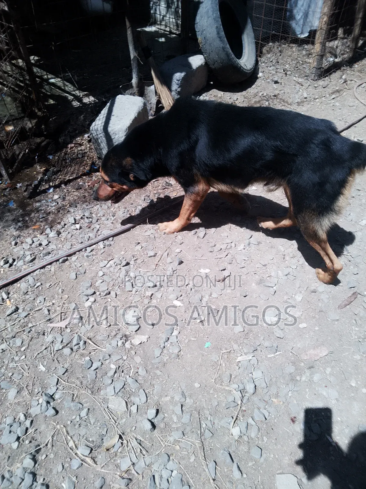 1+ year Male Mixed Breed Rottweiler
