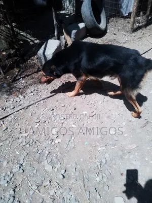 1+ year Male Mixed Breed Rottweiler