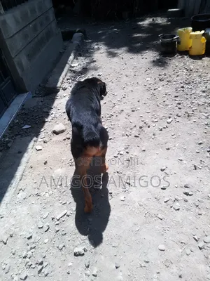 1+ year Male Mixed Breed Rottweiler
