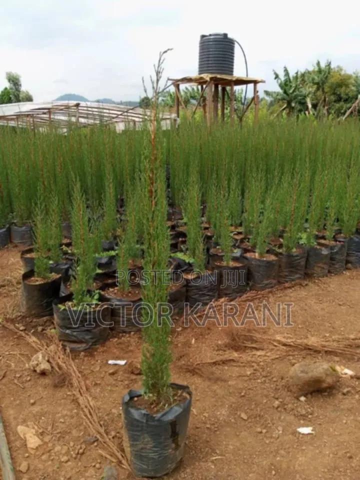Italian Cypress