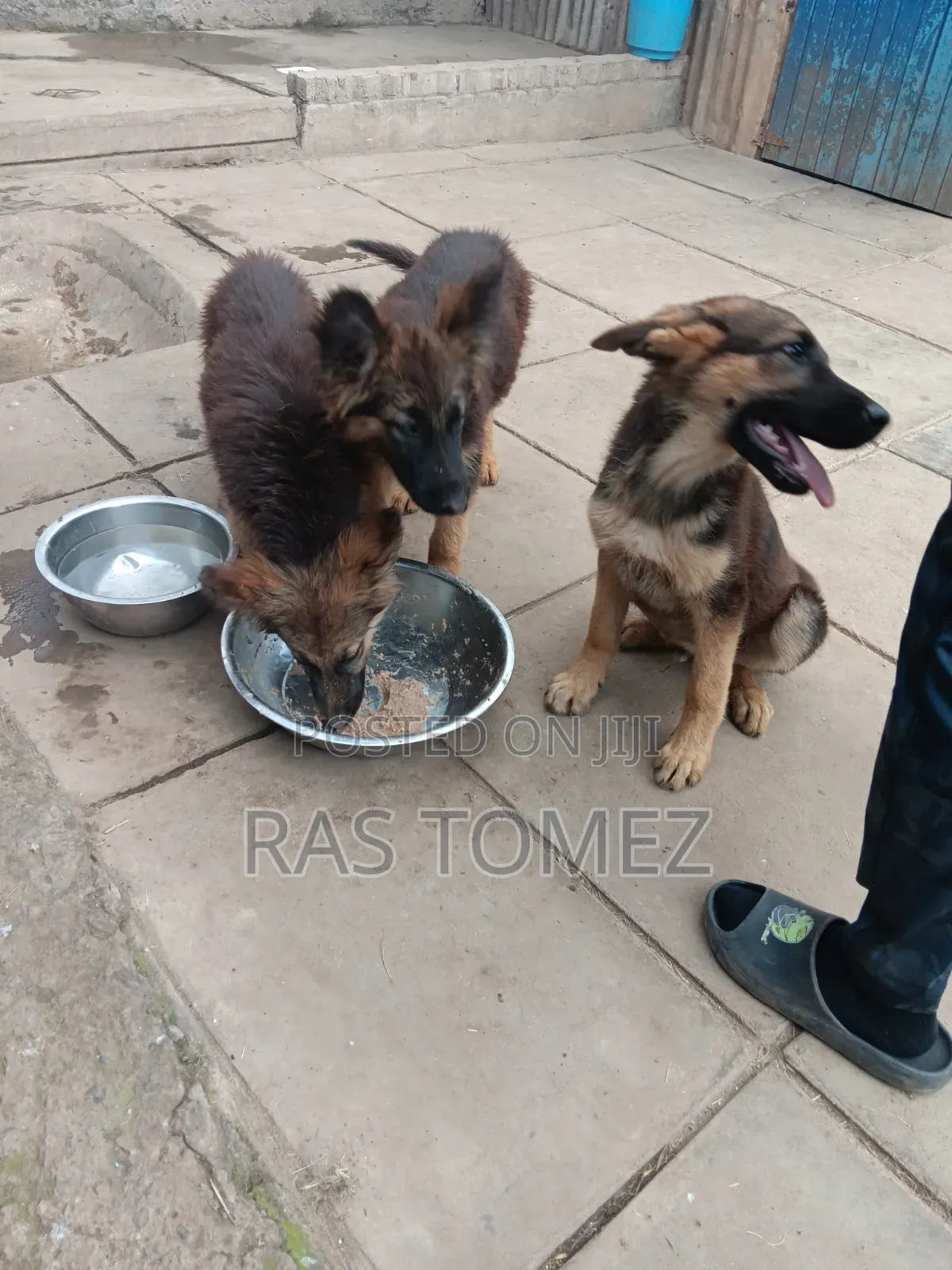 1-3 months Male Purebred German Shepherd