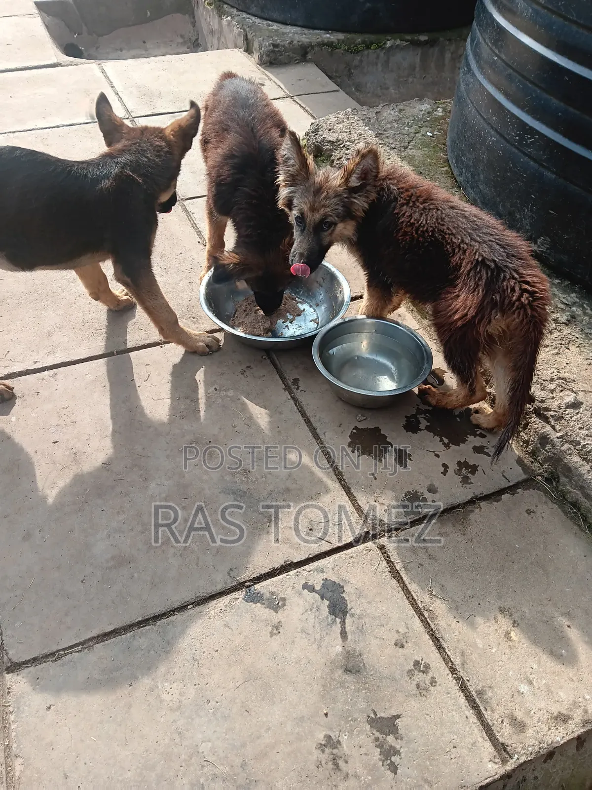 1-3 months Male Purebred German Shepherd