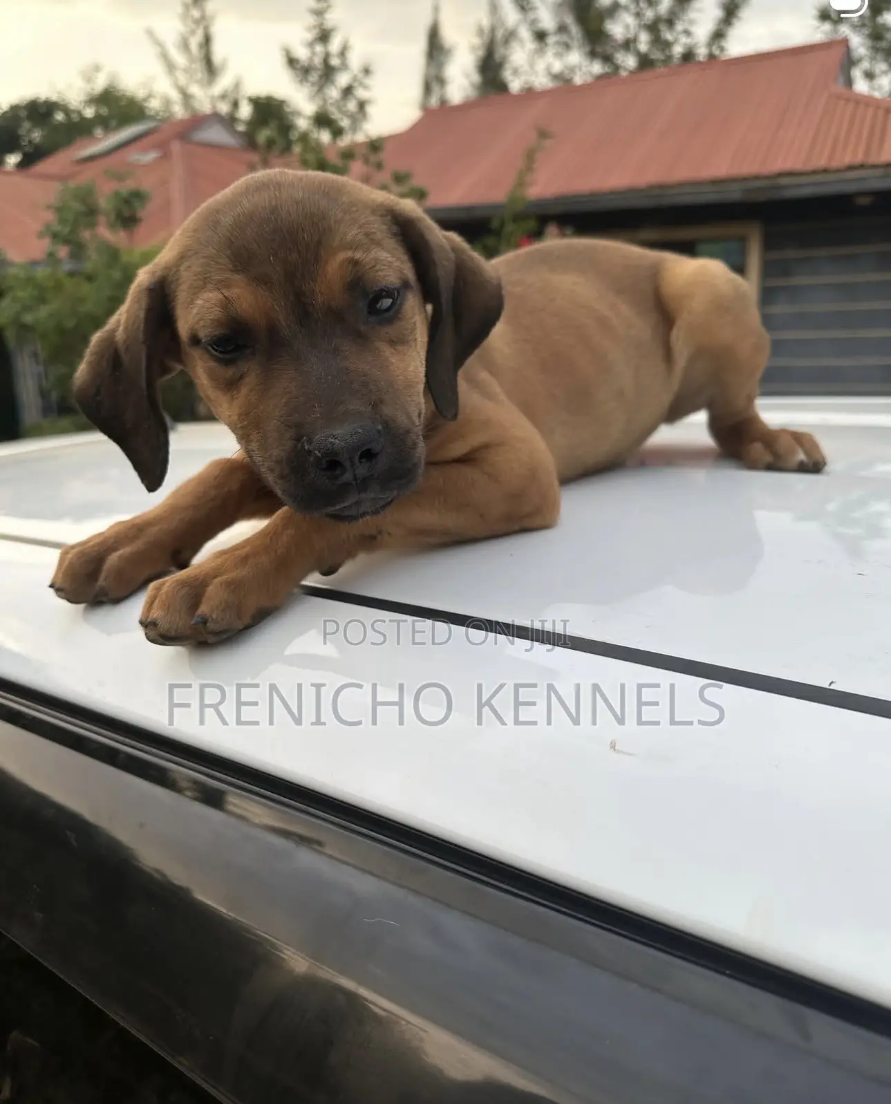 1-3 months Male Purebred Boerboel