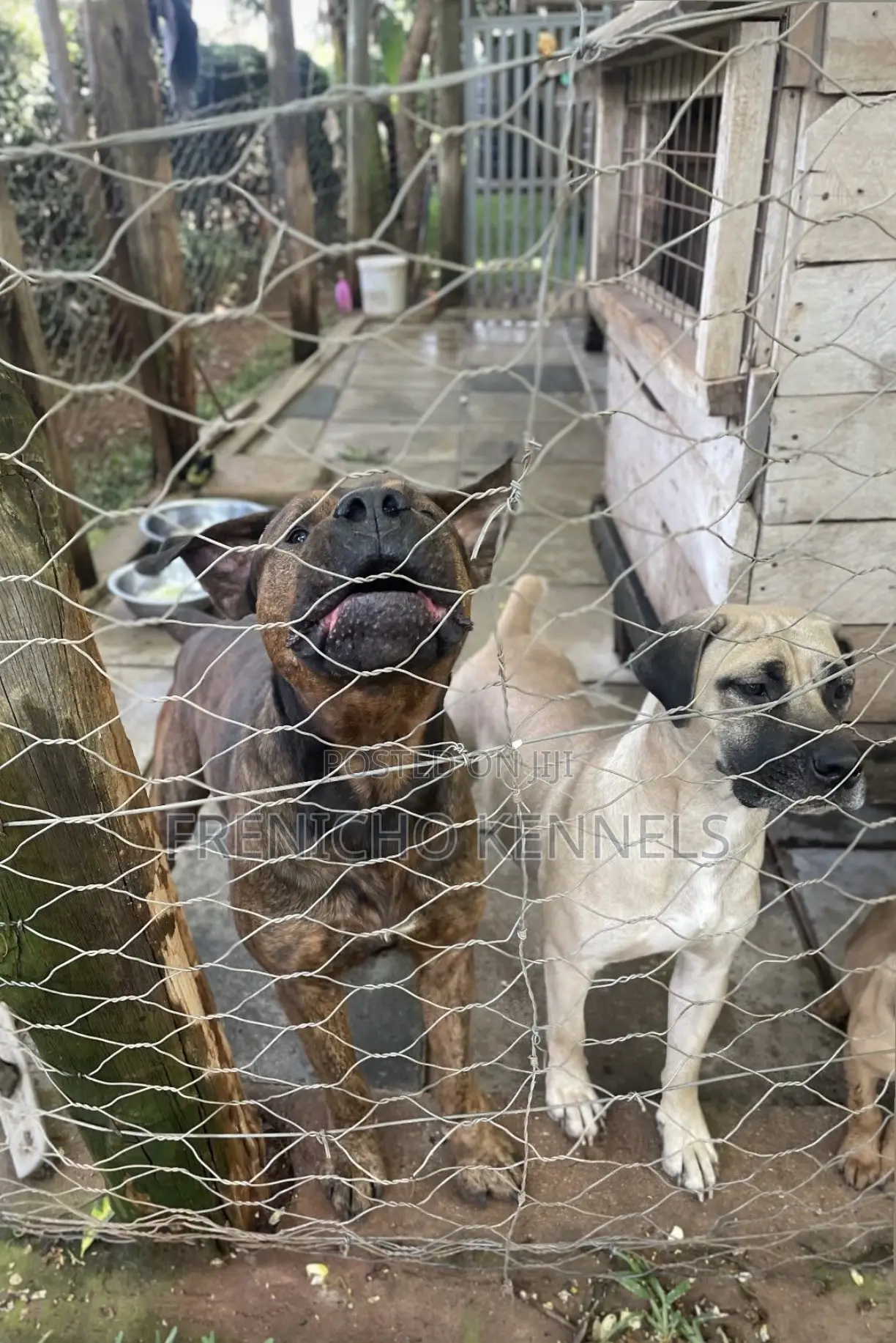 1-3 months Male Purebred Boerboel