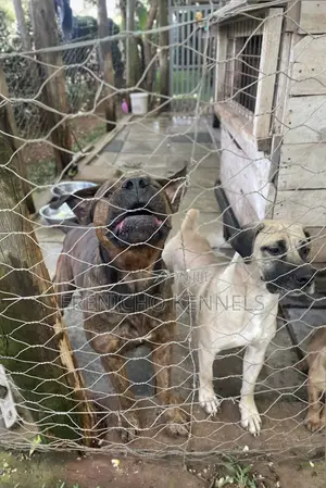 1-3 months Male Purebred Boerboel