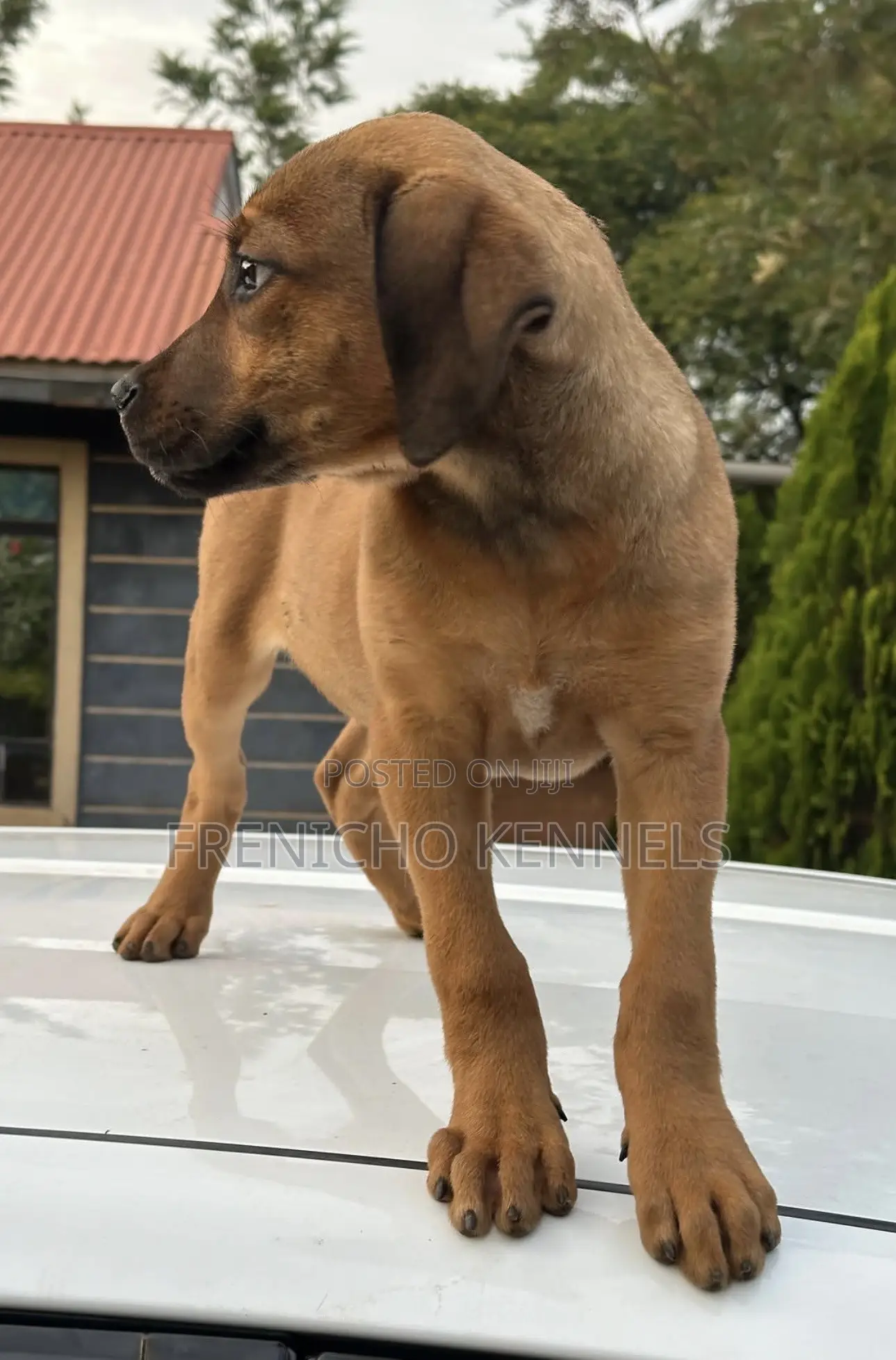 1-3 months Male Purebred Boerboel