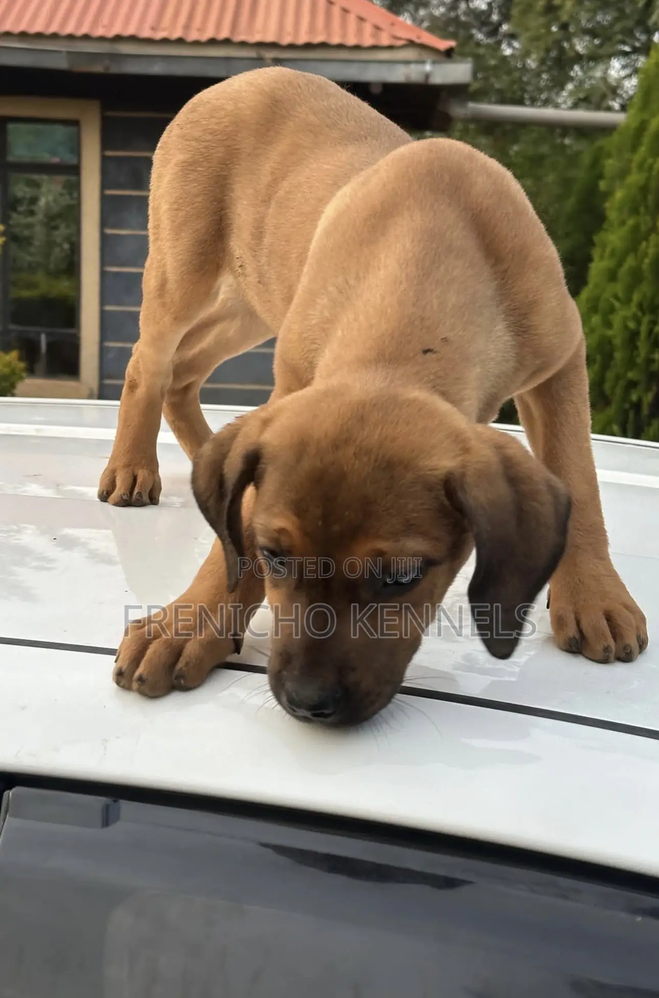 1-3 months Male Purebred Boerboel