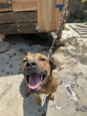 1-3 months Male Purebred Boerboel
