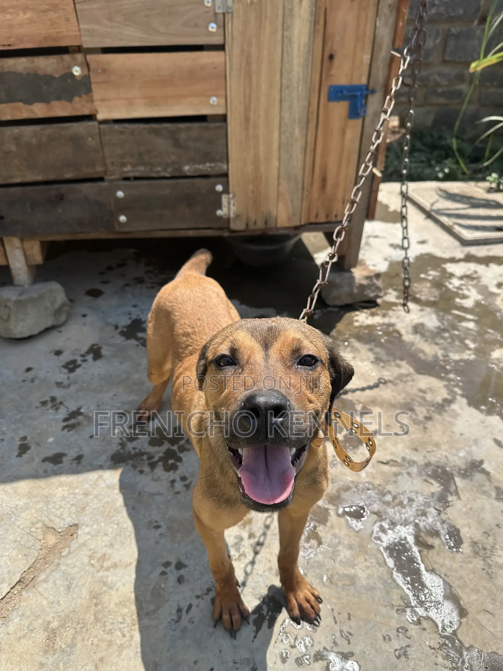 1-3 months Male Purebred Boerboel