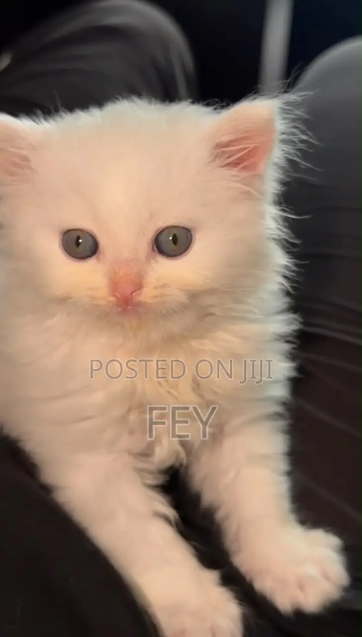 1-3 months Male Purebred Persian
