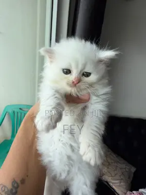 1-3 months Male Purebred Persian