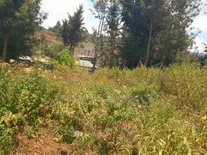 Prime 1/4 Acre Plot for Sale – Kiserian, Kaurai Road, Cianda