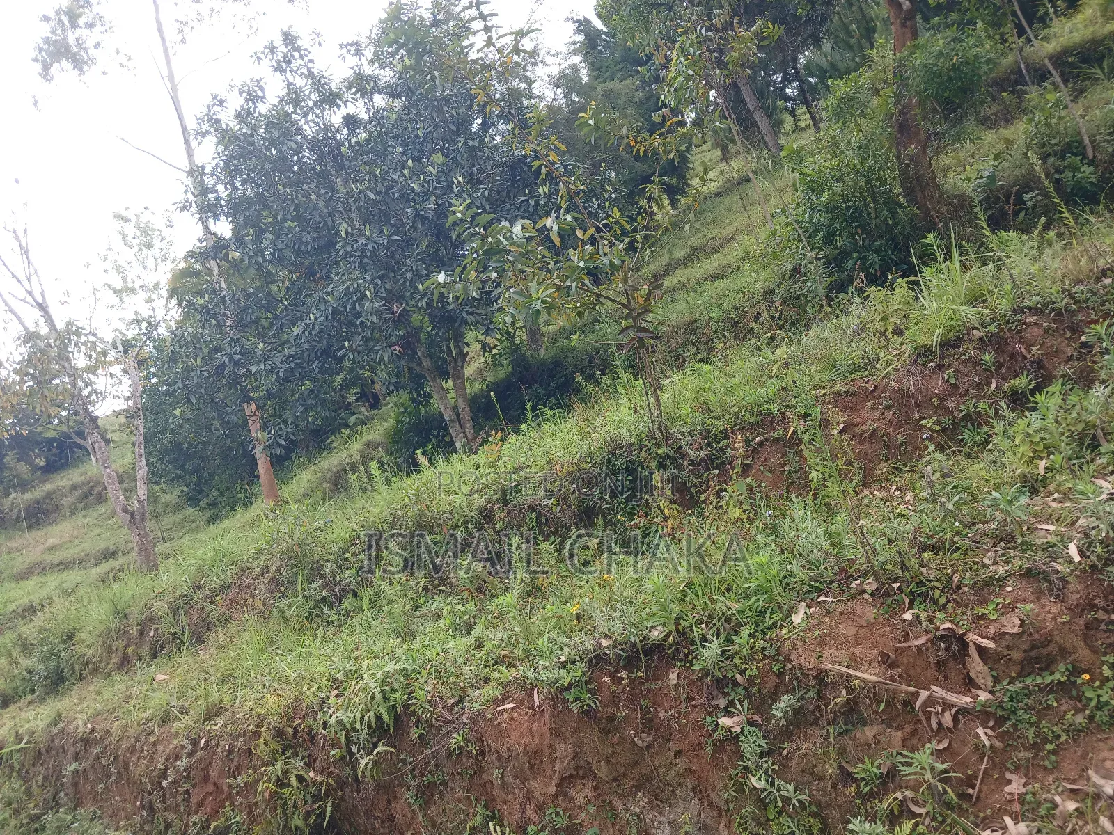 1 Acre and Hal Land on Sale at Wundanyi Mbengonyi