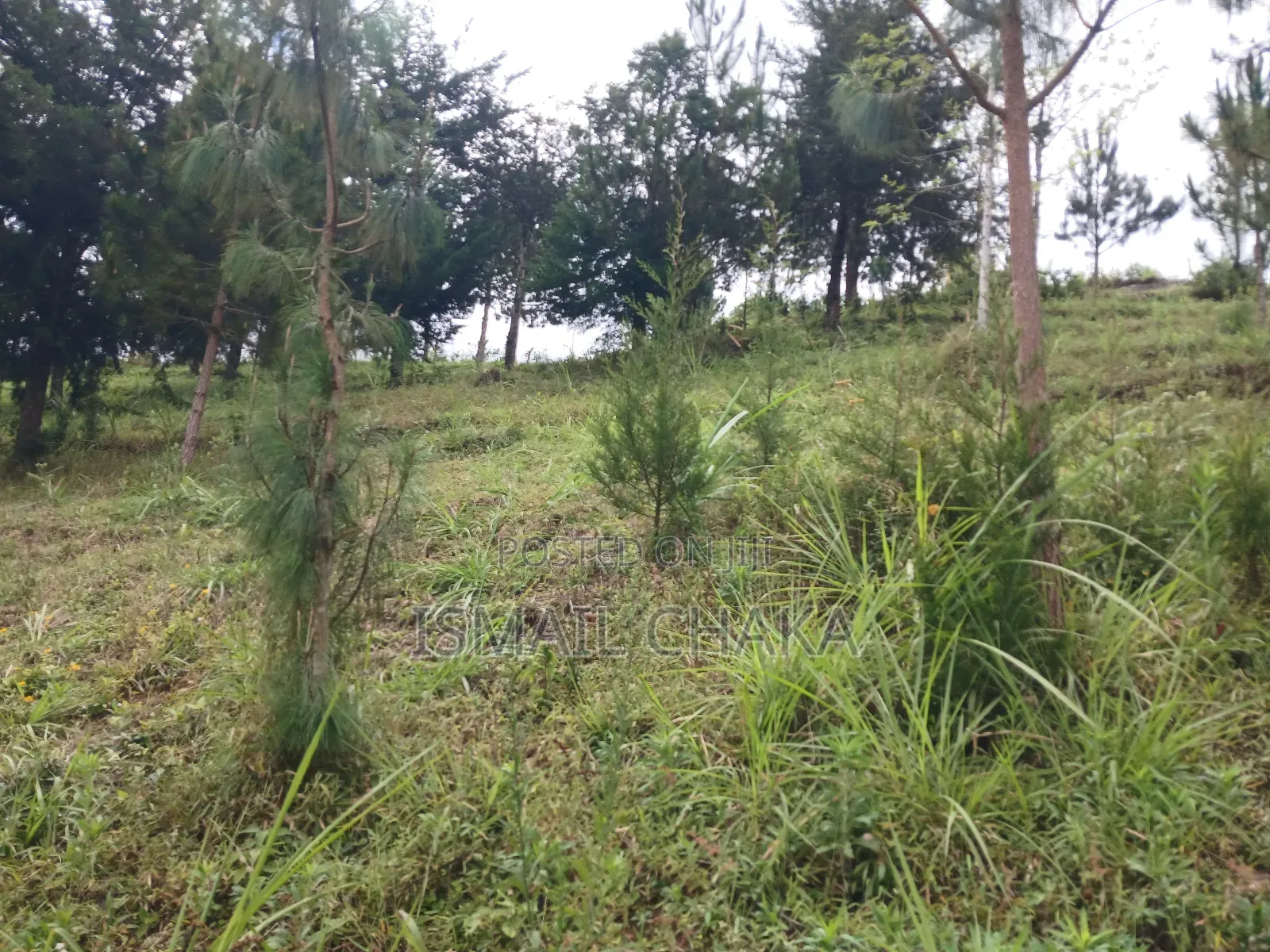 1 Acre and Hal Land on Sale at Wundanyi Mbengonyi