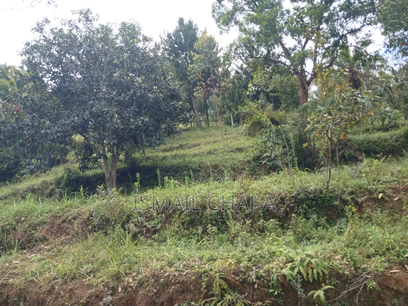 1 Acre and Hal Land on Sale at Wundanyi Mbengonyi