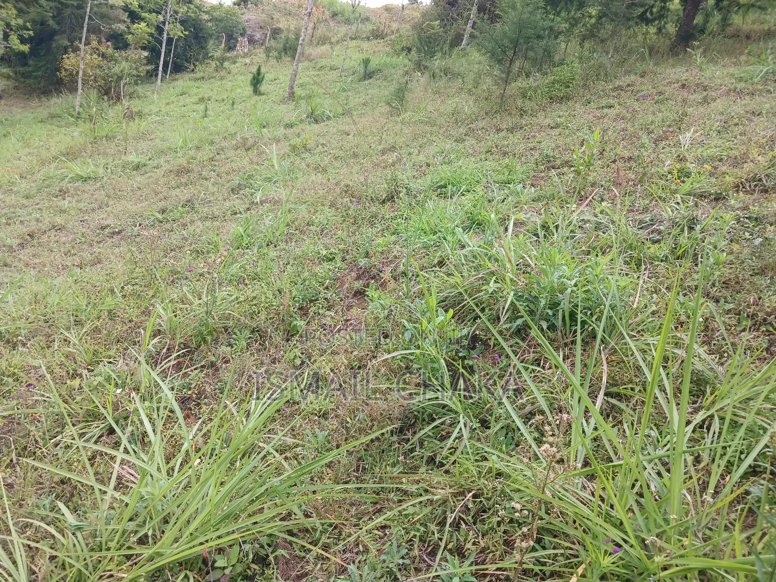 1 Acre and Hal Land on Sale at Wundanyi Mbengonyi