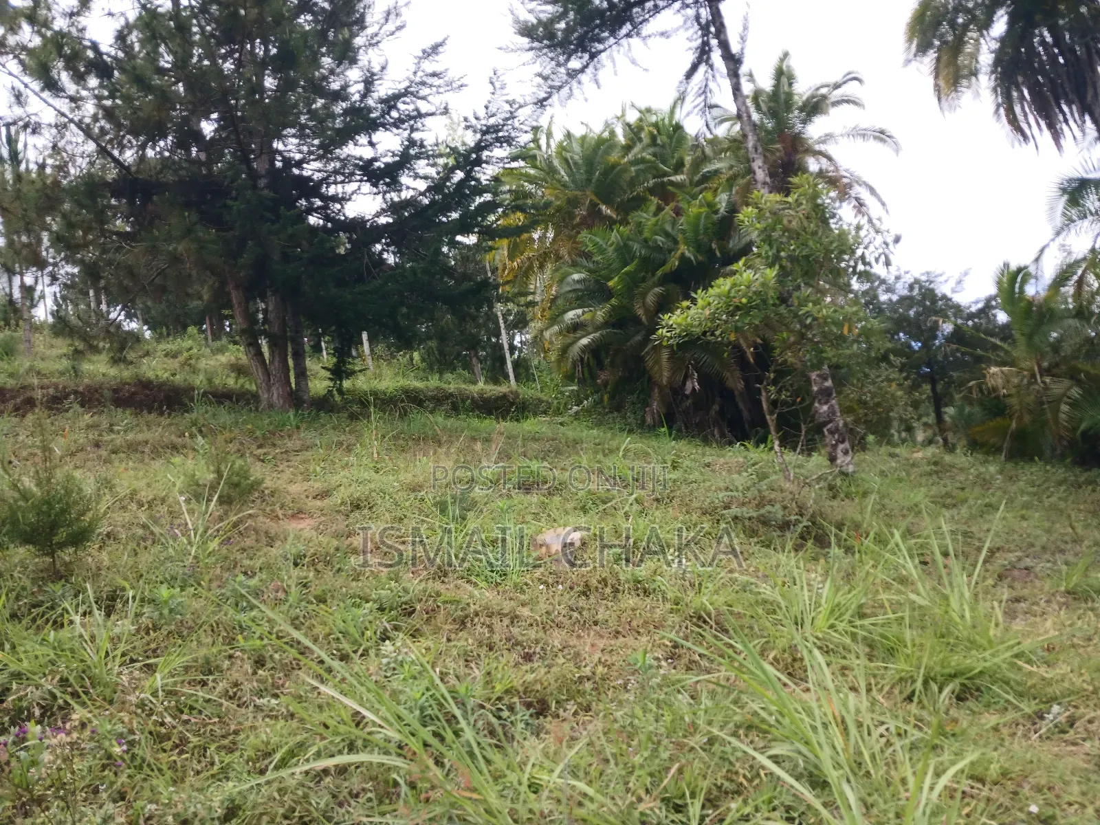 1 Acre and Hal Land on Sale at Wundanyi Mbengonyi