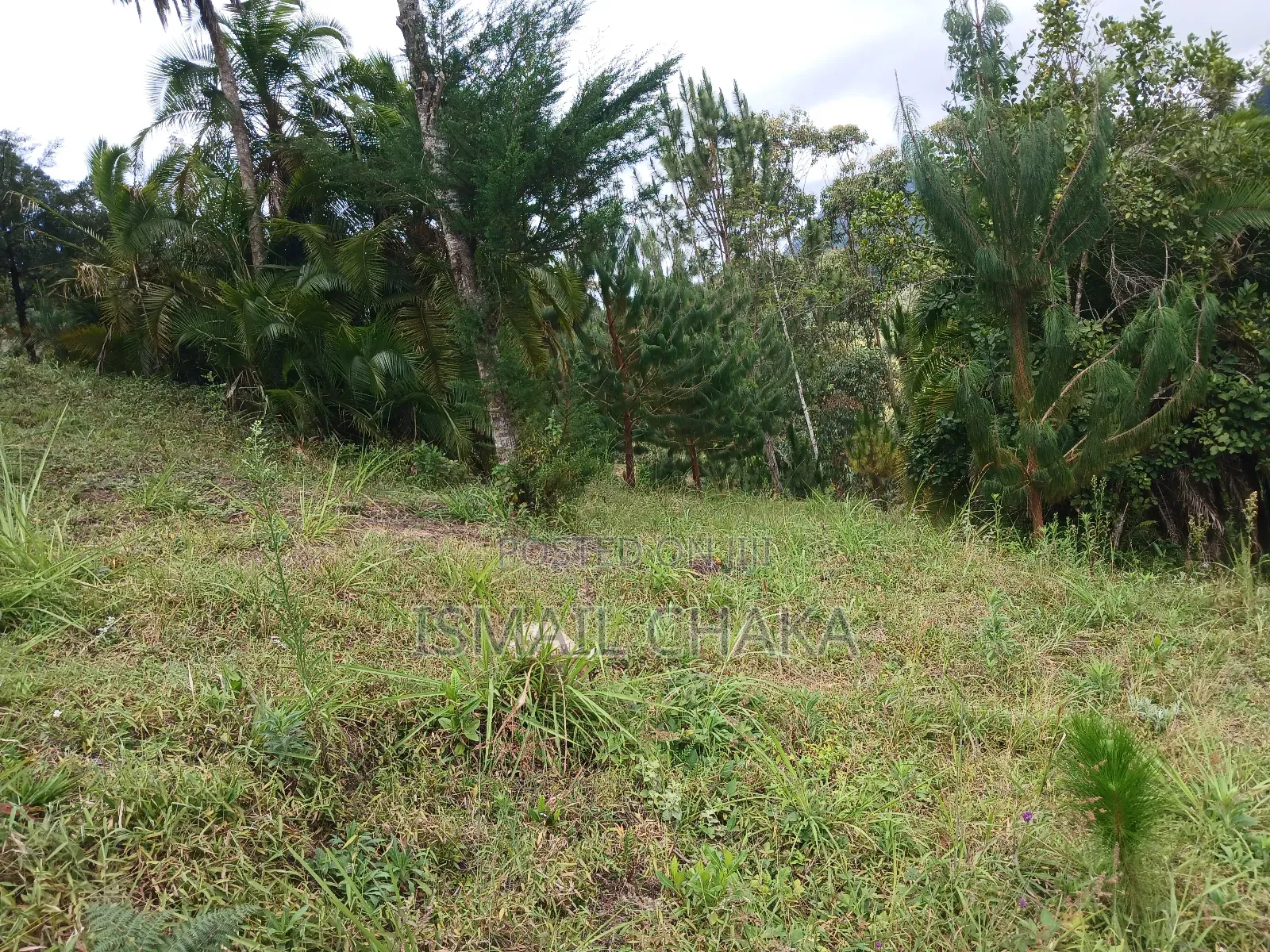 1 Acre and Hal Land on Sale at Wundanyi Mbengonyi