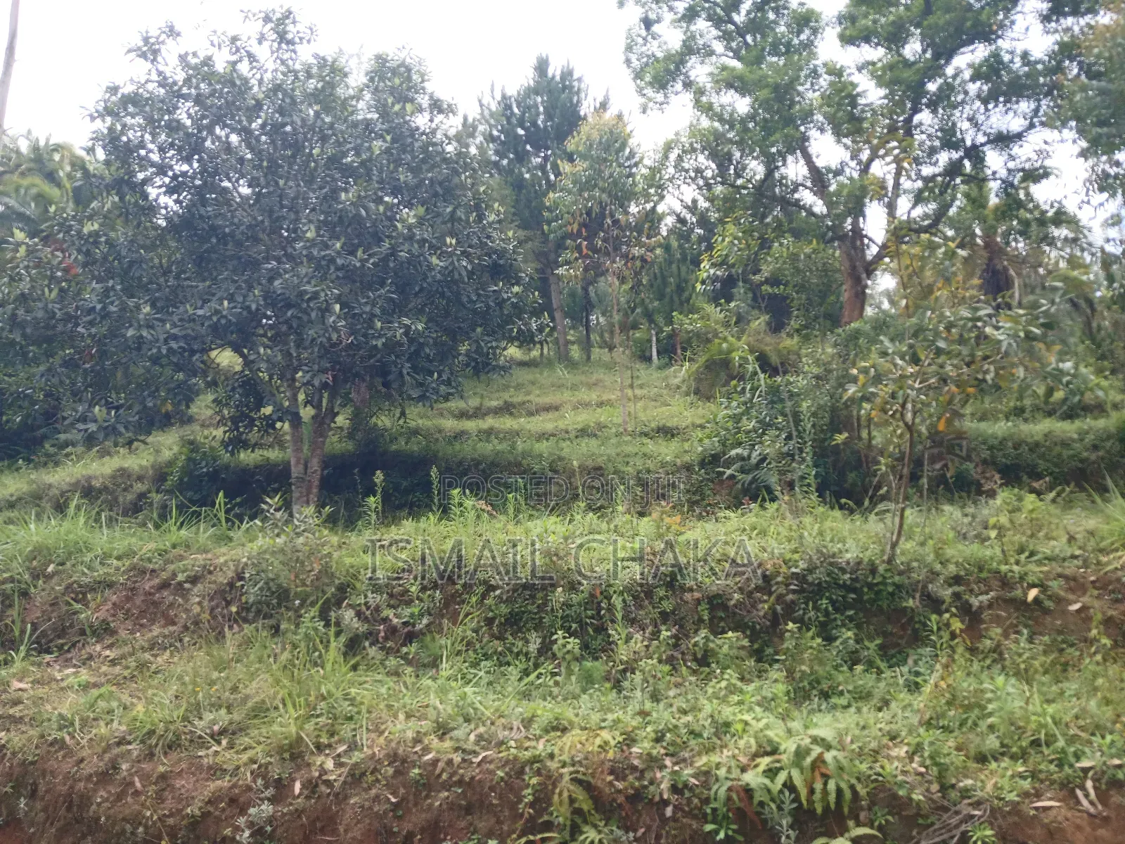 1 Acre and Hal Land on Sale at Wundanyi Mbengonyi