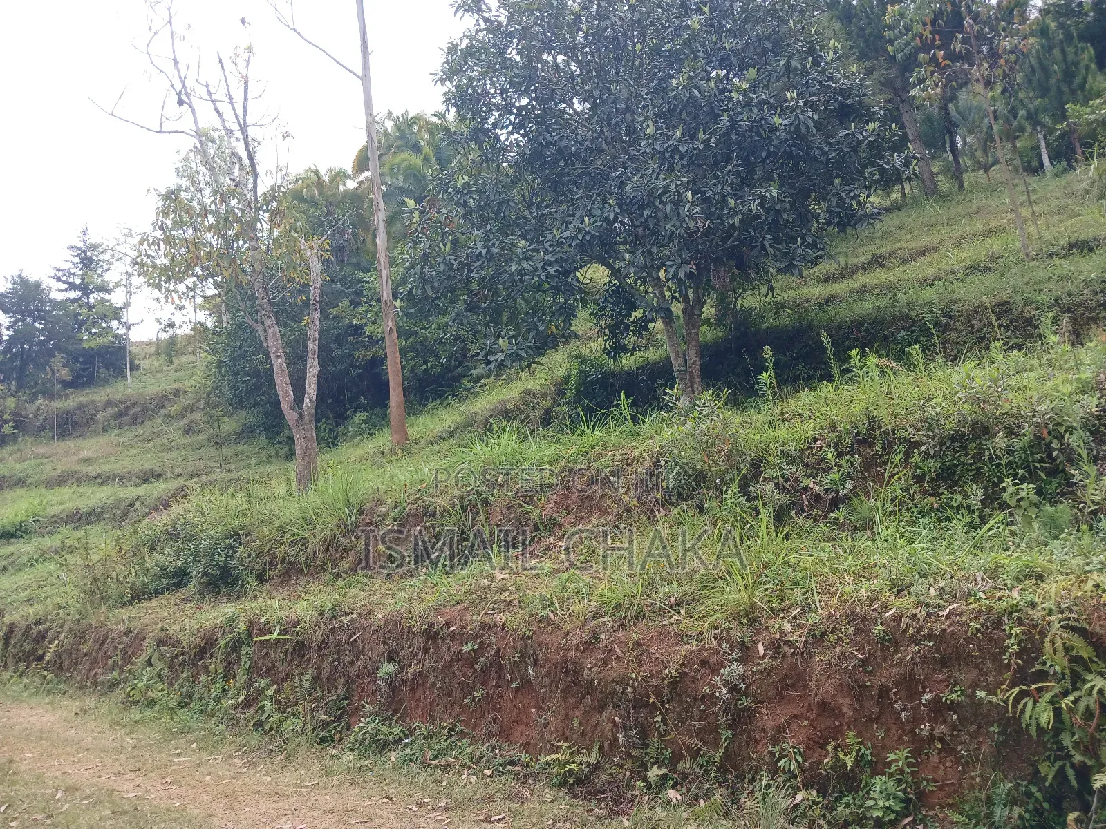 1 Acre and Hal Land on Sale at Wundanyi Mbengonyi