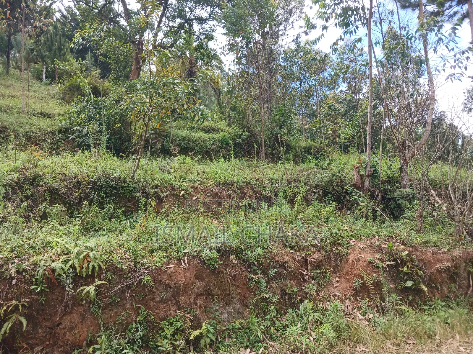 1 Acre and Hal Land on Sale at Wundanyi Mbengonyi
