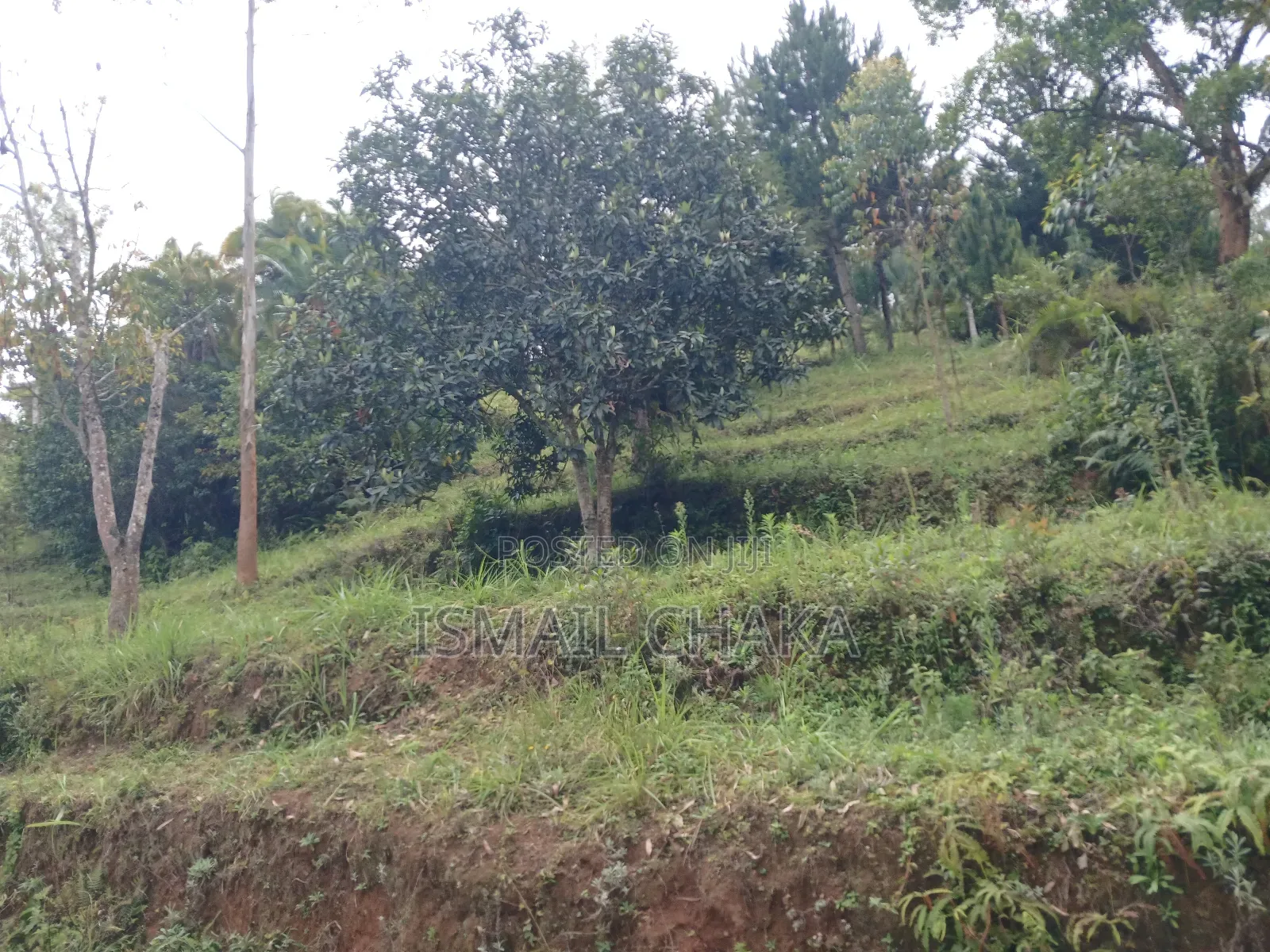 1 Acre and Hal Land on Sale at Wundanyi Mbengonyi